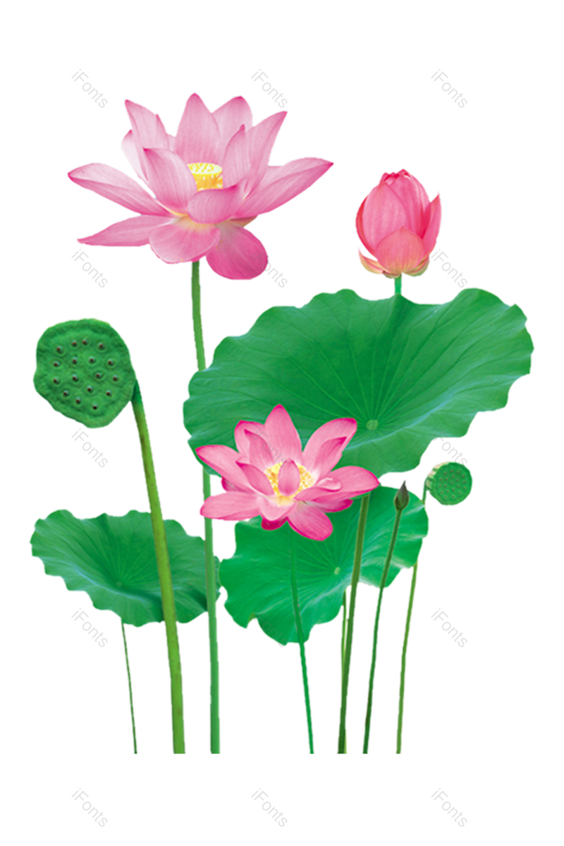 夏至图片,荷花元素,夏天PNG,花卉免抠素材